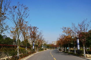 半畝方塘一鑒開(kāi)，天光云影共徘徊——安徽國(guó)際商務(wù)職業(yè)學(xué)院校園綠化景觀提升工程精品賞析