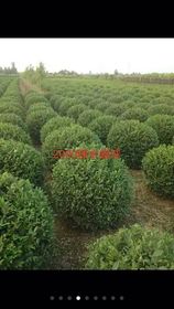 綠化工程 建設(shè)和諧宜居城市的重要途徑