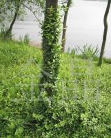 工程綠化苗木——小葉無芳藤 農副產品中的綠色瑰寶