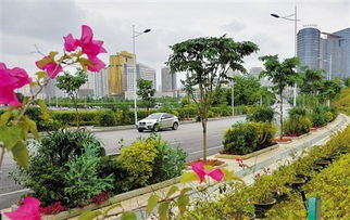 綠城花韻四季香——南寧17條精品線路與園林綠化之美